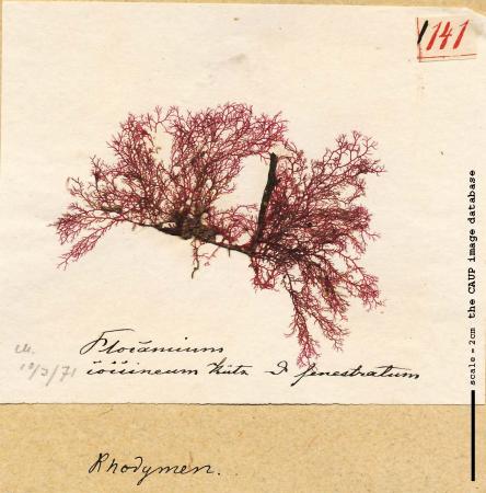 Plocamium cartilagineum_141.jpg